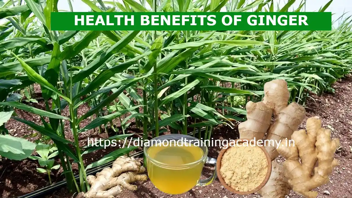 HEALTH BENEFITS OF GINGER