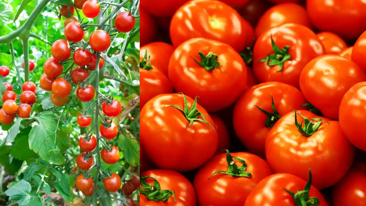 HEALTH BENEFITS OF TOMATOES