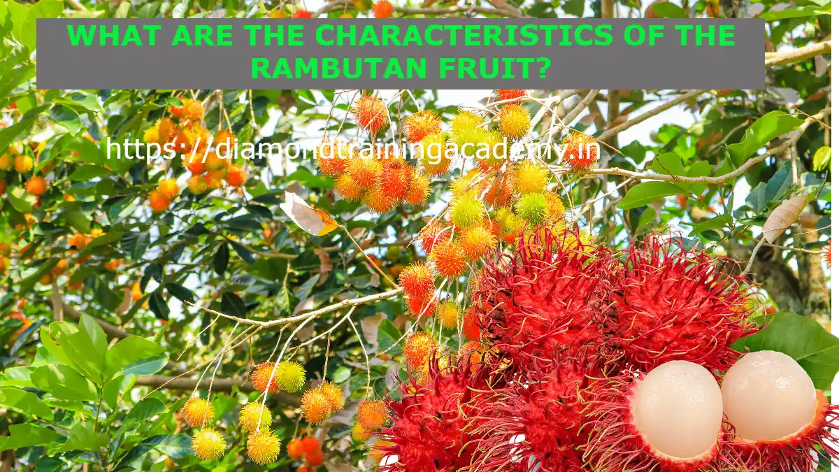 RAMBUTAN FRUIT