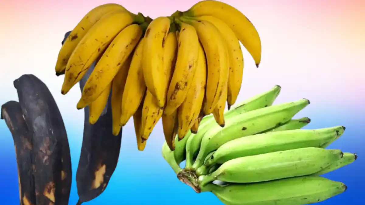 Health Benefits of Banana Banana