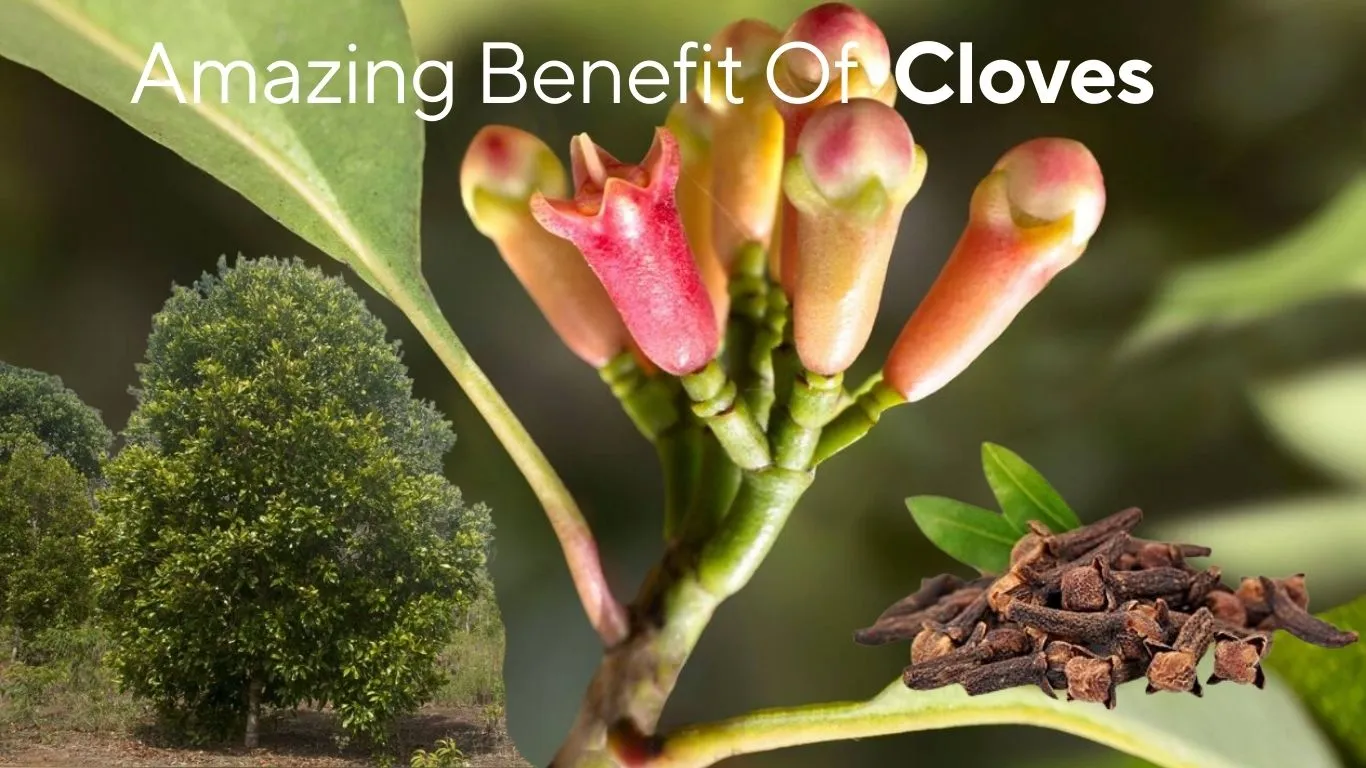 Amazing Benefit Of Cloves