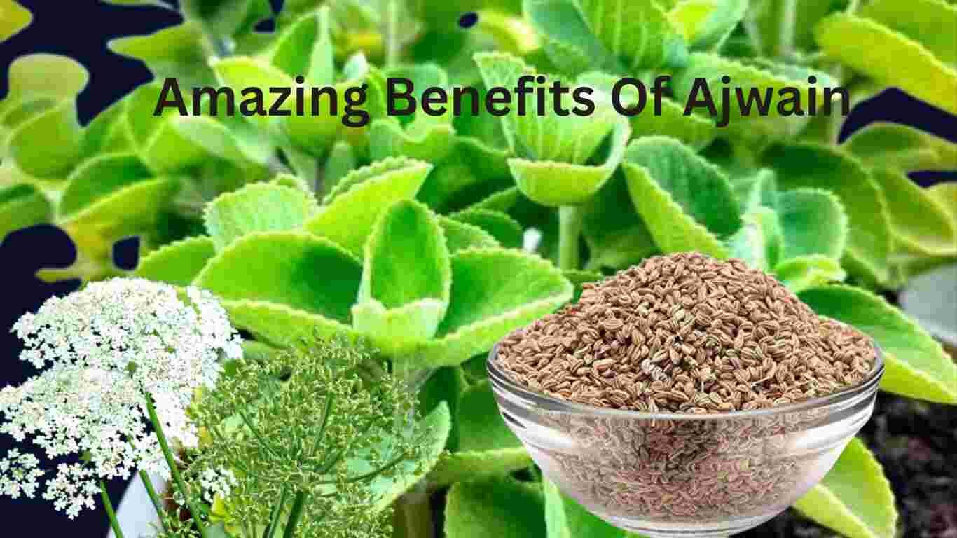 2 Amazing Benefits Of Ajwain