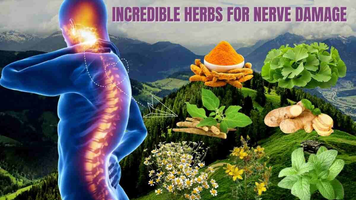 Incredible Herbs For Nerve Damage